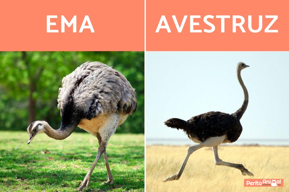E o avestruz ou a avestruz